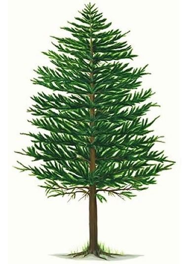 Pine Tree Pine Tree For The Newlyweds Clipart