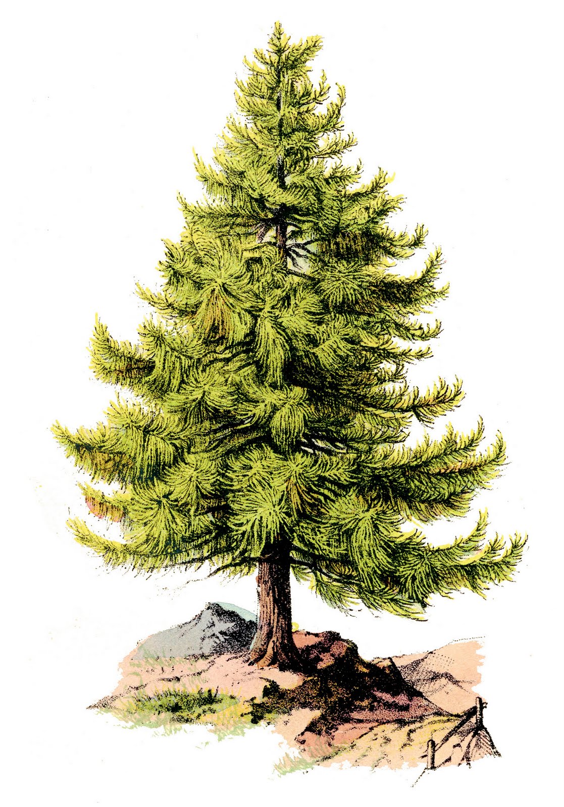 Vintage Perfect Pine Tree The Graphics Fairy Clipart
