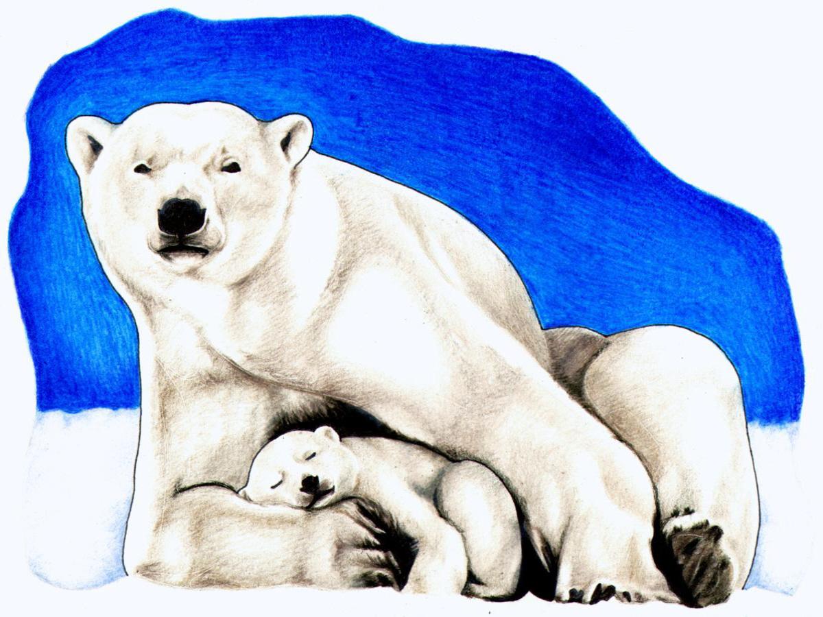 Polar Bear Bear Image Free Download Png Clipart