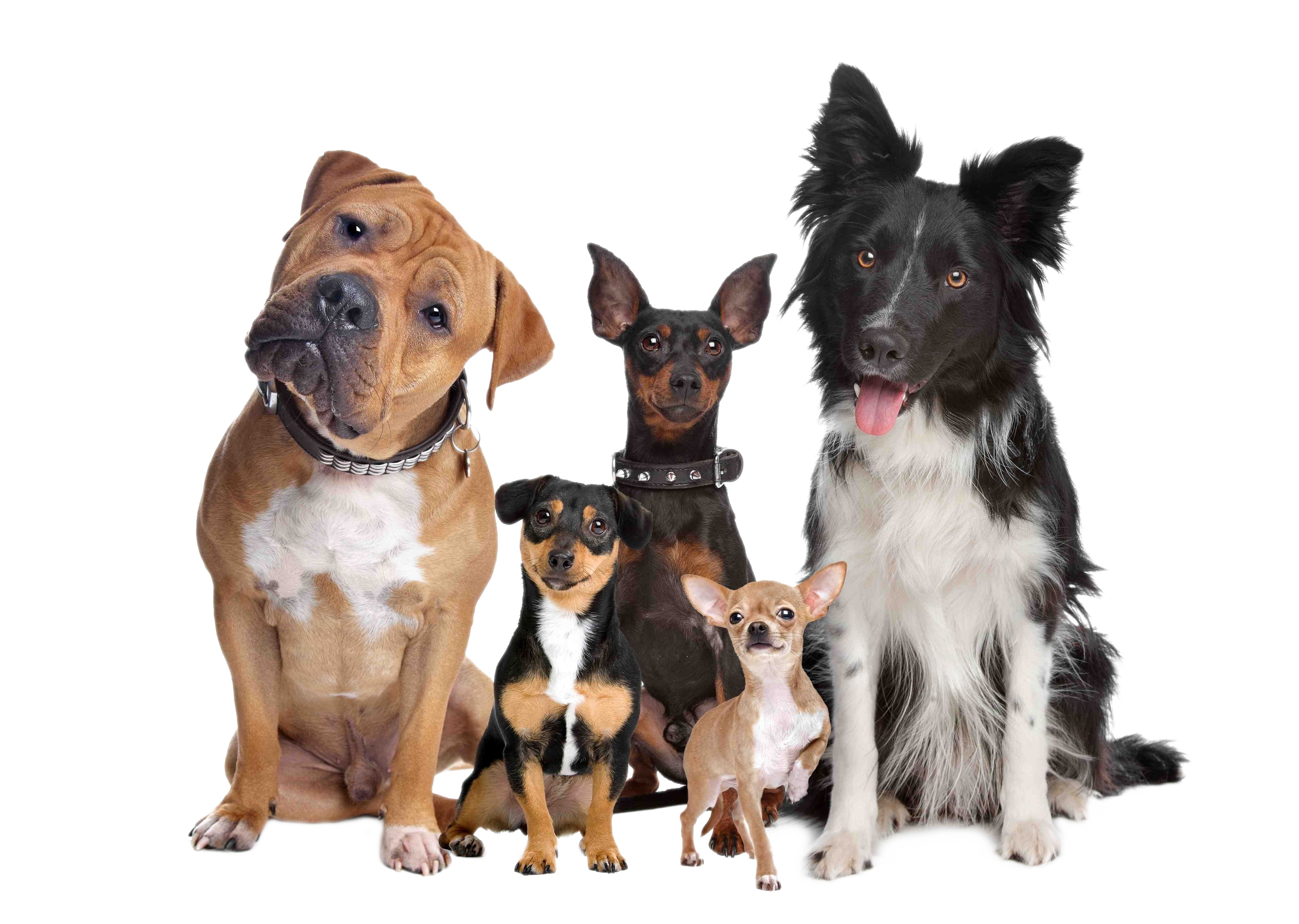 Group Labrador Pet Of Breed Dog Cat Clipart