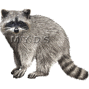 Raccoon Graphics Clipart Clipart