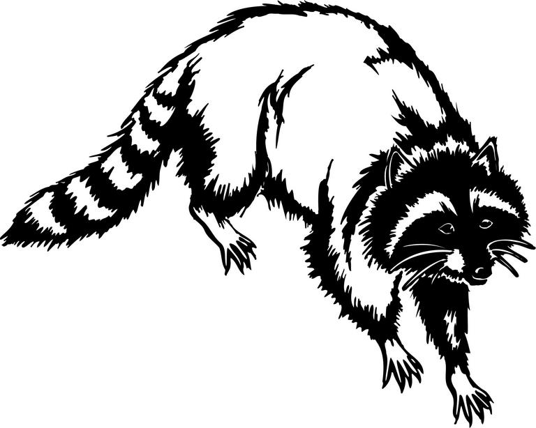 Raccoon Images Image Png Clipart