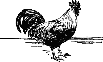 Rooster Untitled Document Png Image Clipart