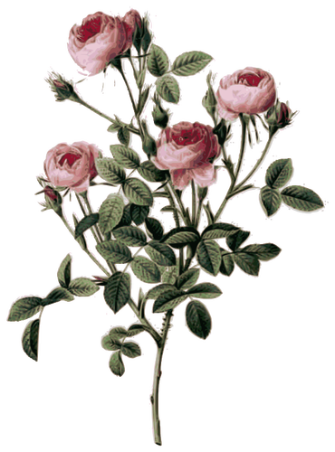 Pale Pink Rose Buds Clipart