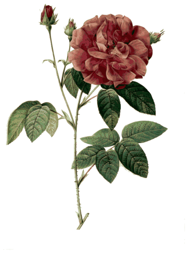 Wild Rose In Blossom Clipart