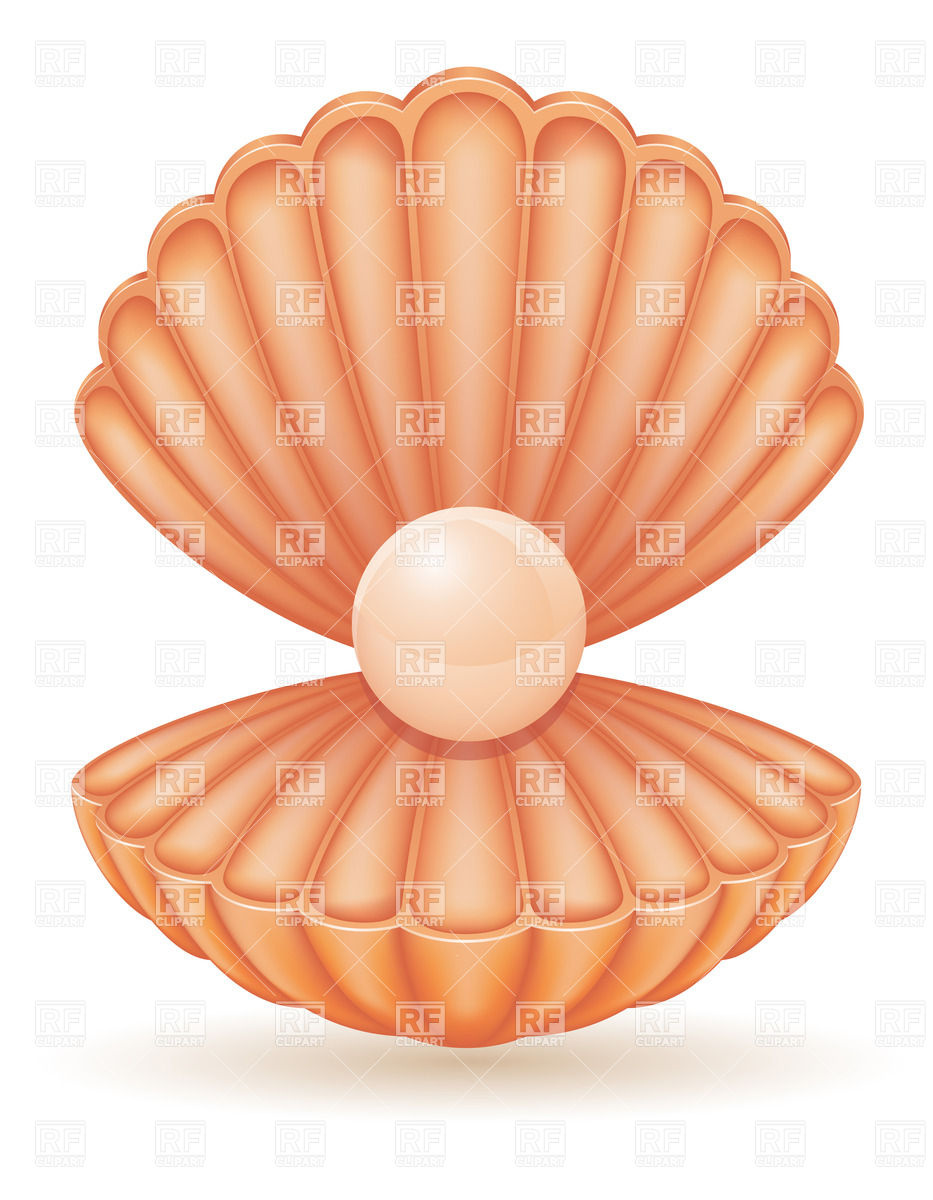 Seashell Download Png Clipart