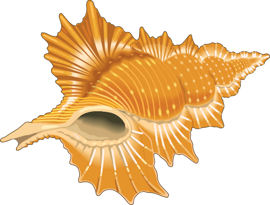 Shells Seashell Cartoon Seashell Cartoon Vector Clipart
