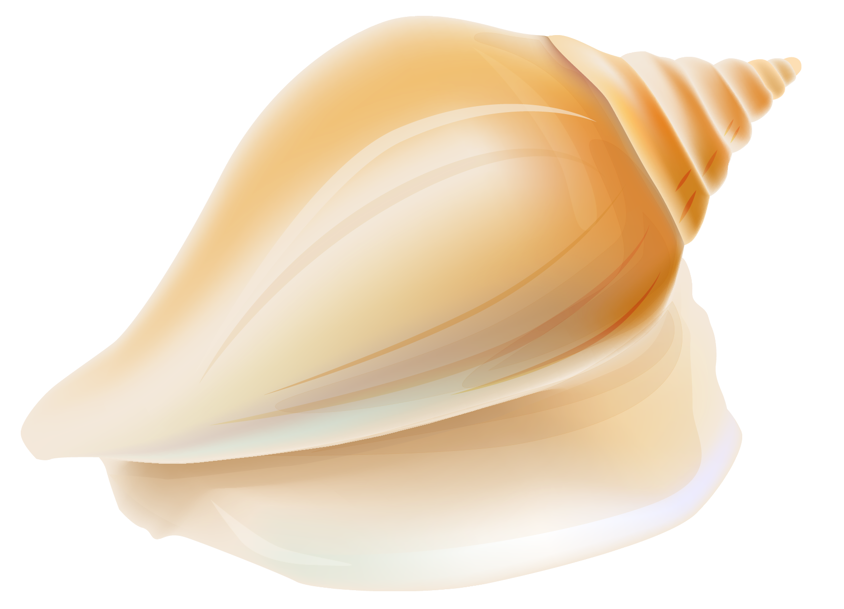 Transparent Seashell Clipart Clipart