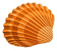 Free Seashells Images And Others Png Image Clipart