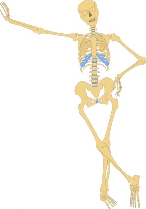 Human Skeleton Outline Vector In Open Office Clipart