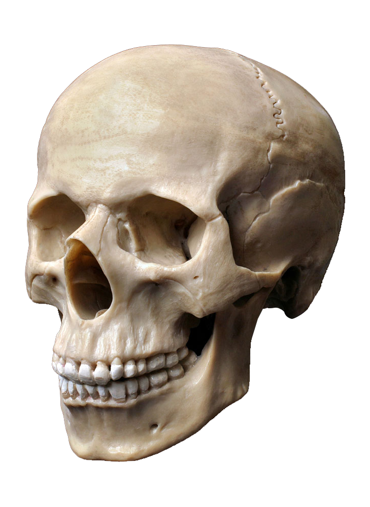 Head Skeleton Skull Photography Human Stock Clipart