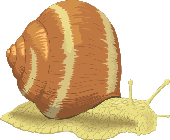 Snail Image Hd Image Clipart