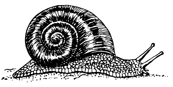 Free Snail 1 Page Of Public Domain Clipart