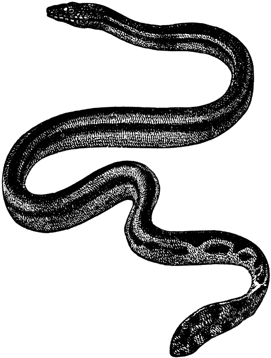 Snake Transparent Image Clipart