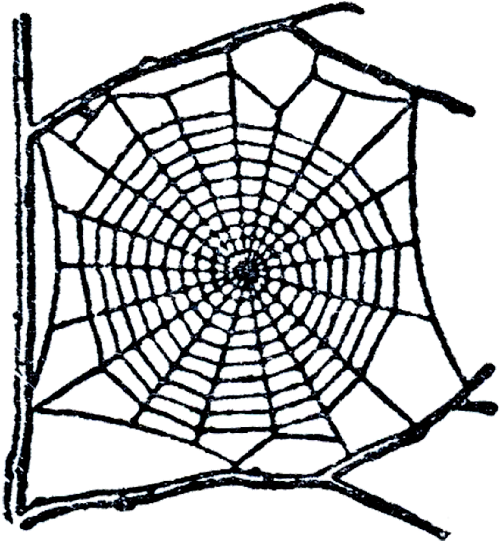 Free Spider Web The Graphics Fairy Clipart