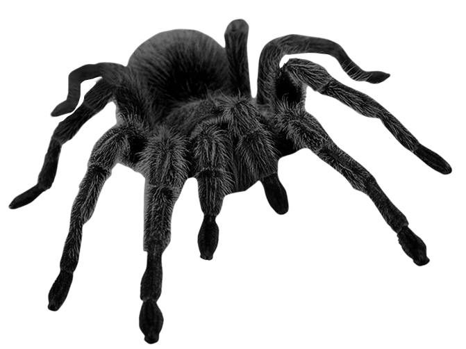 Brown Picture Halloween Spider Haunted Black Widow Clipart
