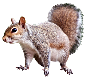 Squirrel Forest Animals On Png Images Clipart