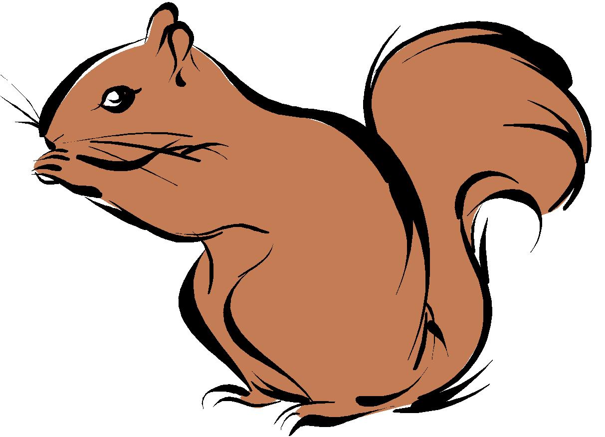 Squirrel Images Hd Image Clipart