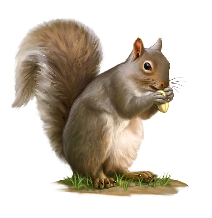 Free Squirrel Pictures Graphics Illustrations Png Images Clipart