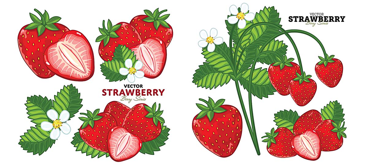 Strawberry Can Stock Images Wikiclipart Png Image Clipart