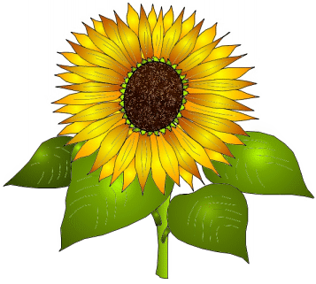 Free Sunflower Images Dromgab Top Transparent Image Clipart