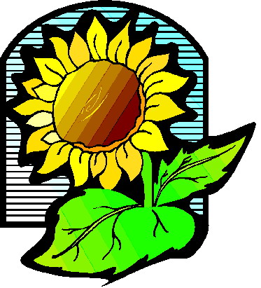 Sunflower Hd Image Clipart