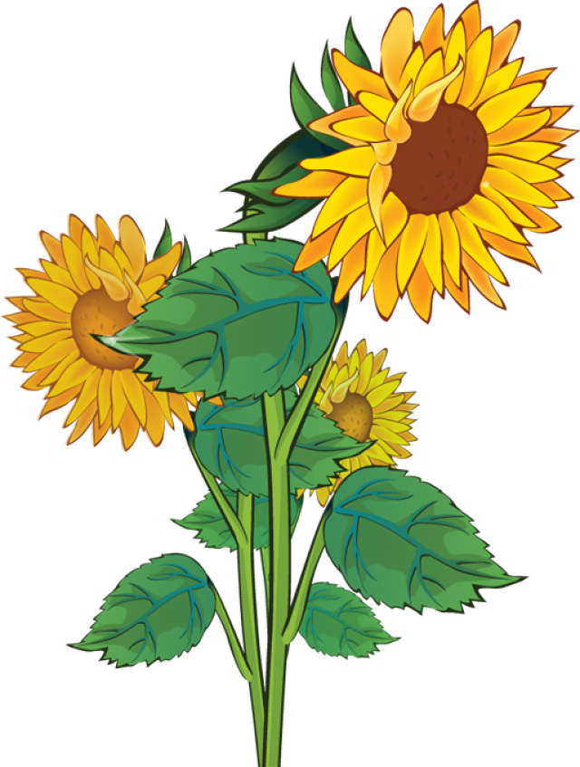 Free Sunflowers Dromgao Top Png Image Clipart