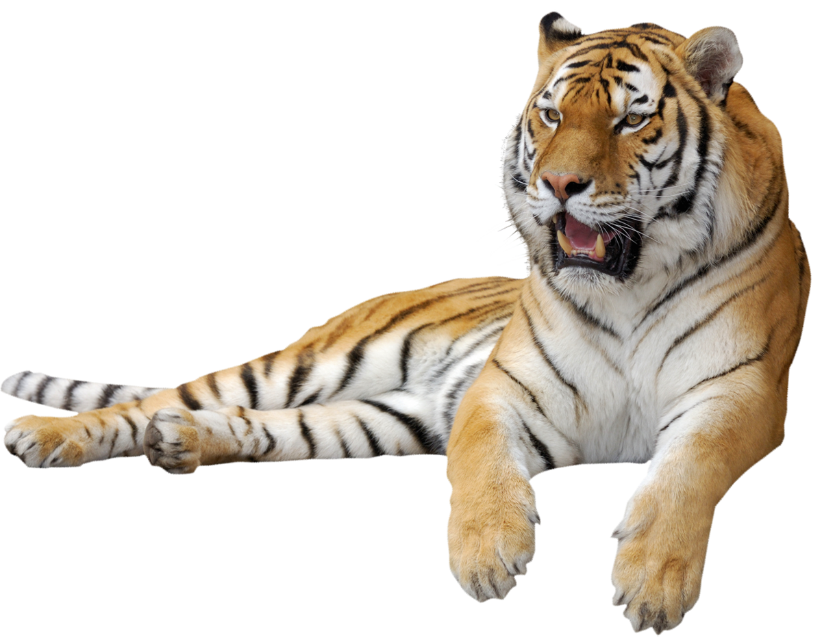 Tiger Picture Siberian Free Photo PNG Clipart