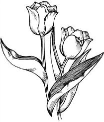 Free Tulip Hd Image Clipart