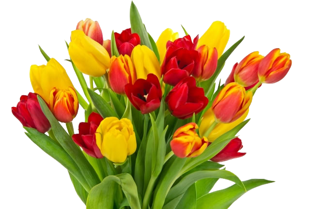 Flower Childrens Mothers Bouquet Tulips Fathers Photos Clipart