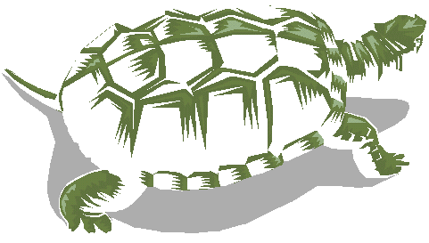 Animal Turtle Clipart Clipart
