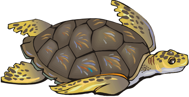 Free Turtle Png Images Clipart