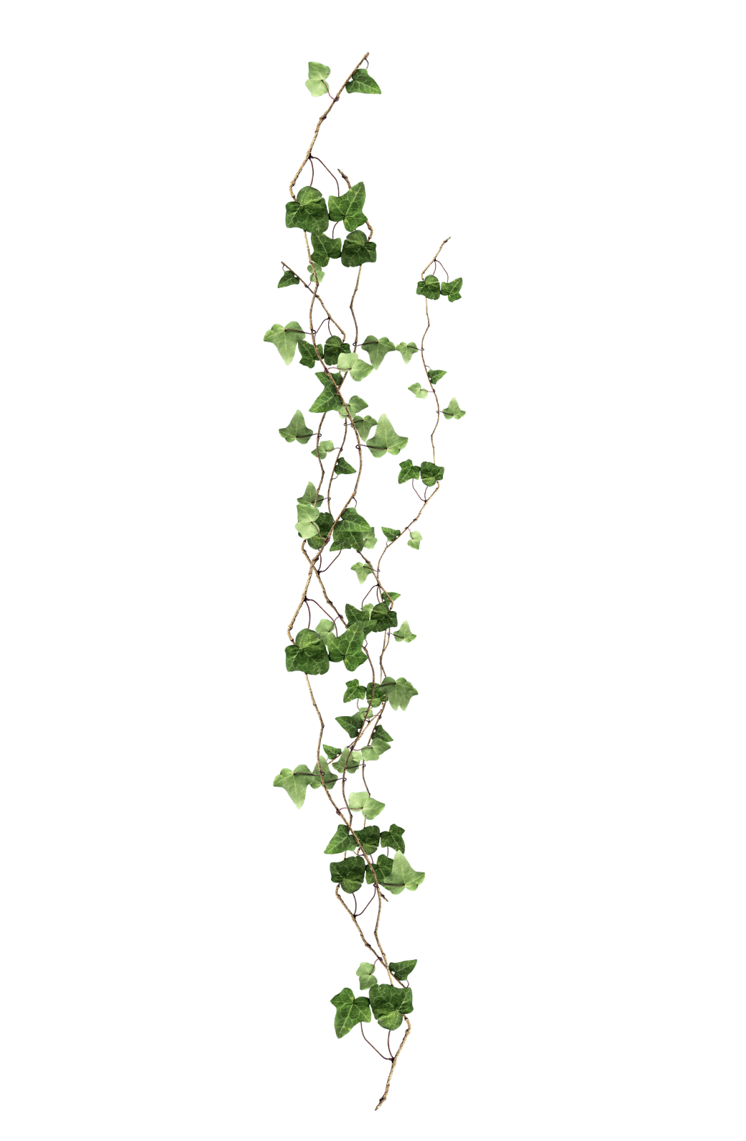 Download Plant Vine Ivy Free Clipart HD Clipart PNG Free | FreePngClipart