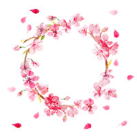 Download Cherry Blossom Free PNG, icon and clipart | FreePngClipart