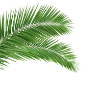 Download Leaf Category Png, Clipart and Icons | FreePngClipart