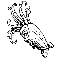 download squid image png clipart png free freepngclipart freepngclipart