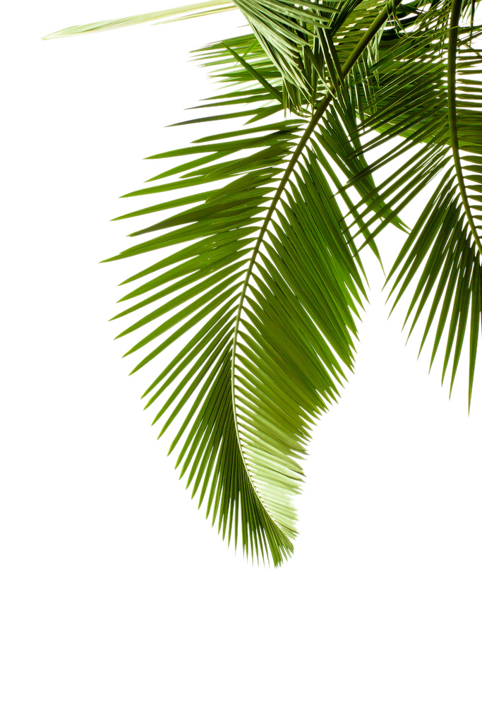 Palm Tree Background Clipart