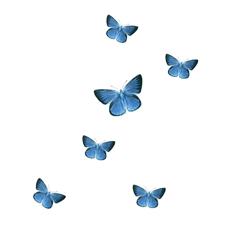 Butterfly Cartoon Clipart