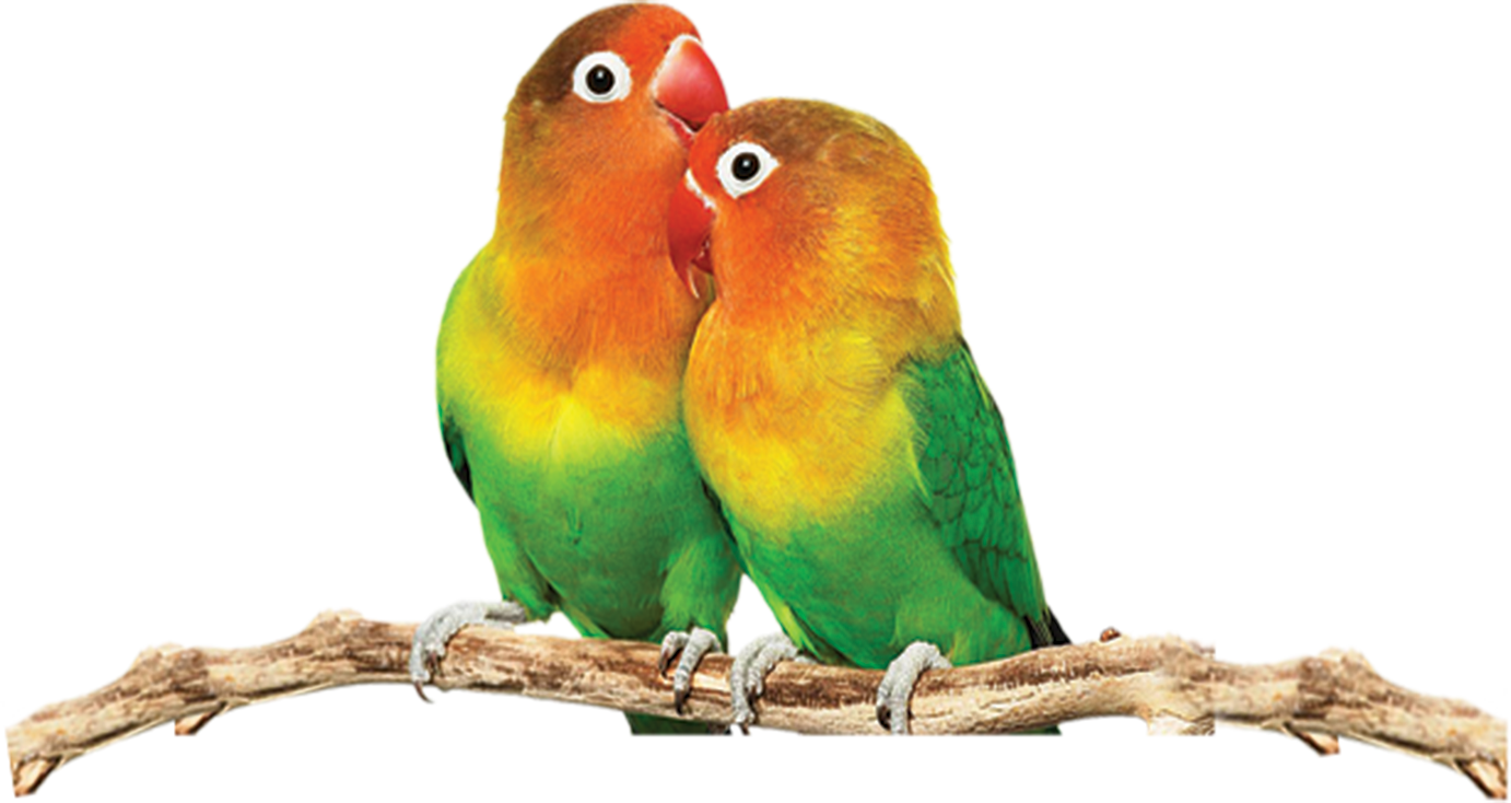 Bird Parrot Clipart