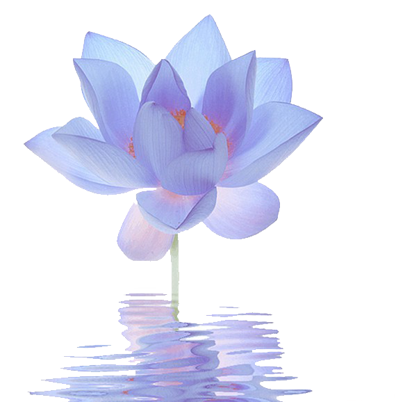 White Lily Flower Clipart