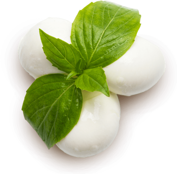 food basil herb plant mozzarella Clipart