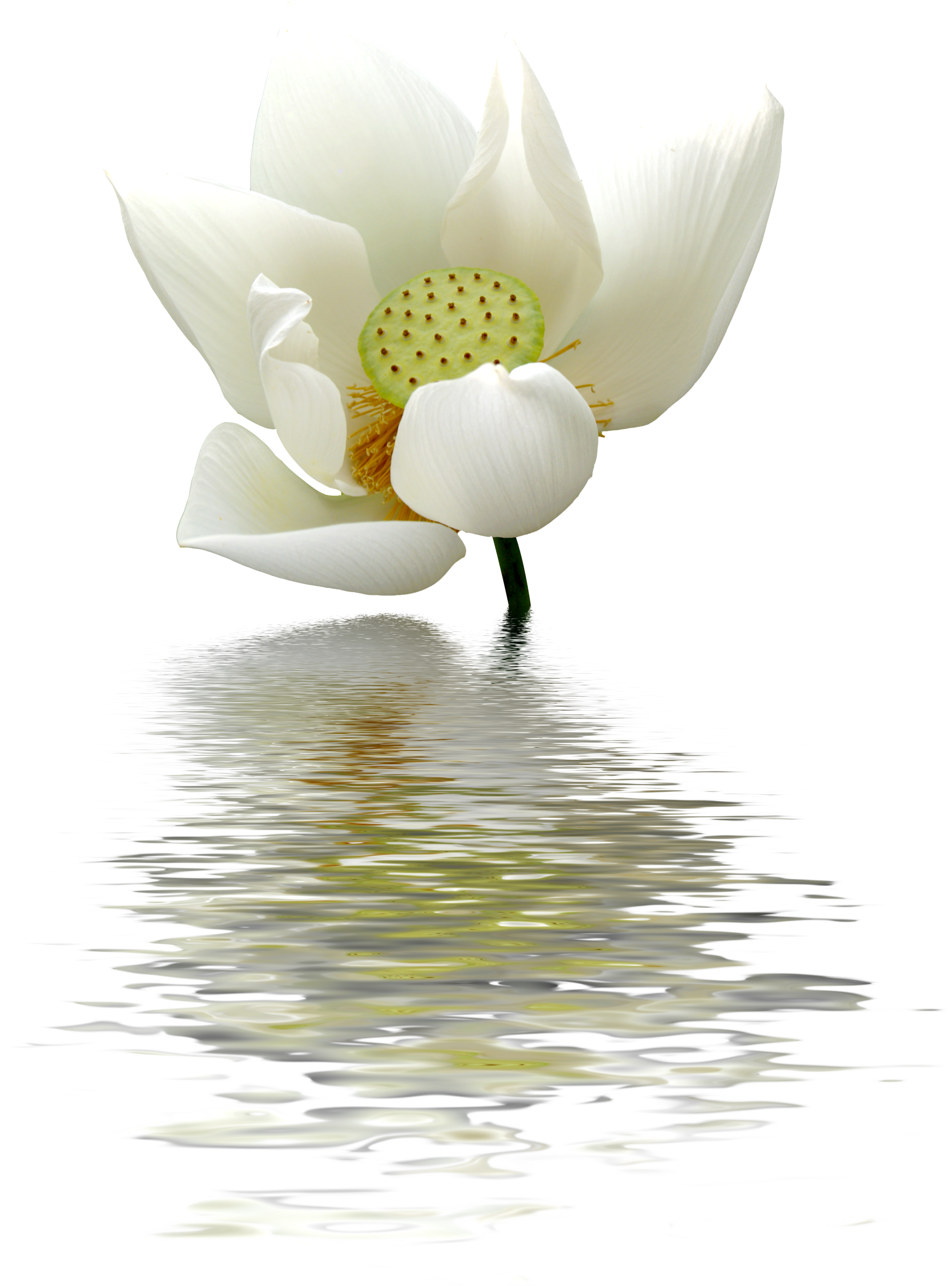 White Lily Flower Clipart