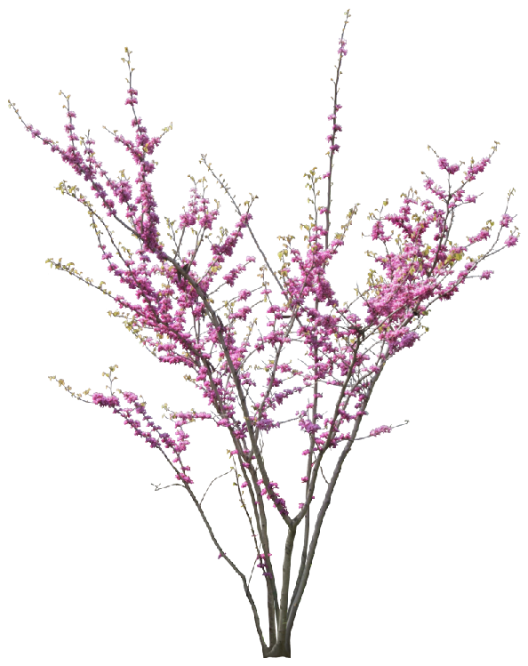 Cherry Blossom Tree Clipart