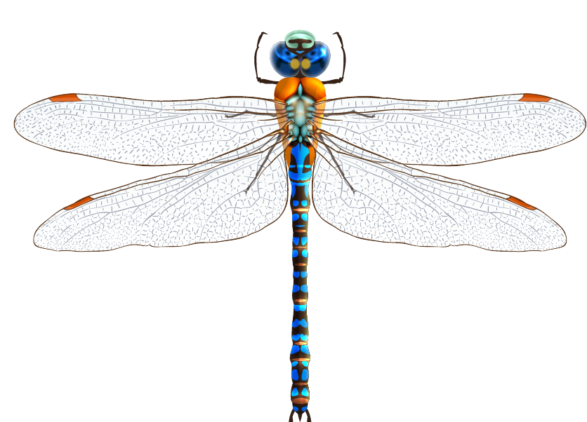 Dragonfly Dragonfly Clipart