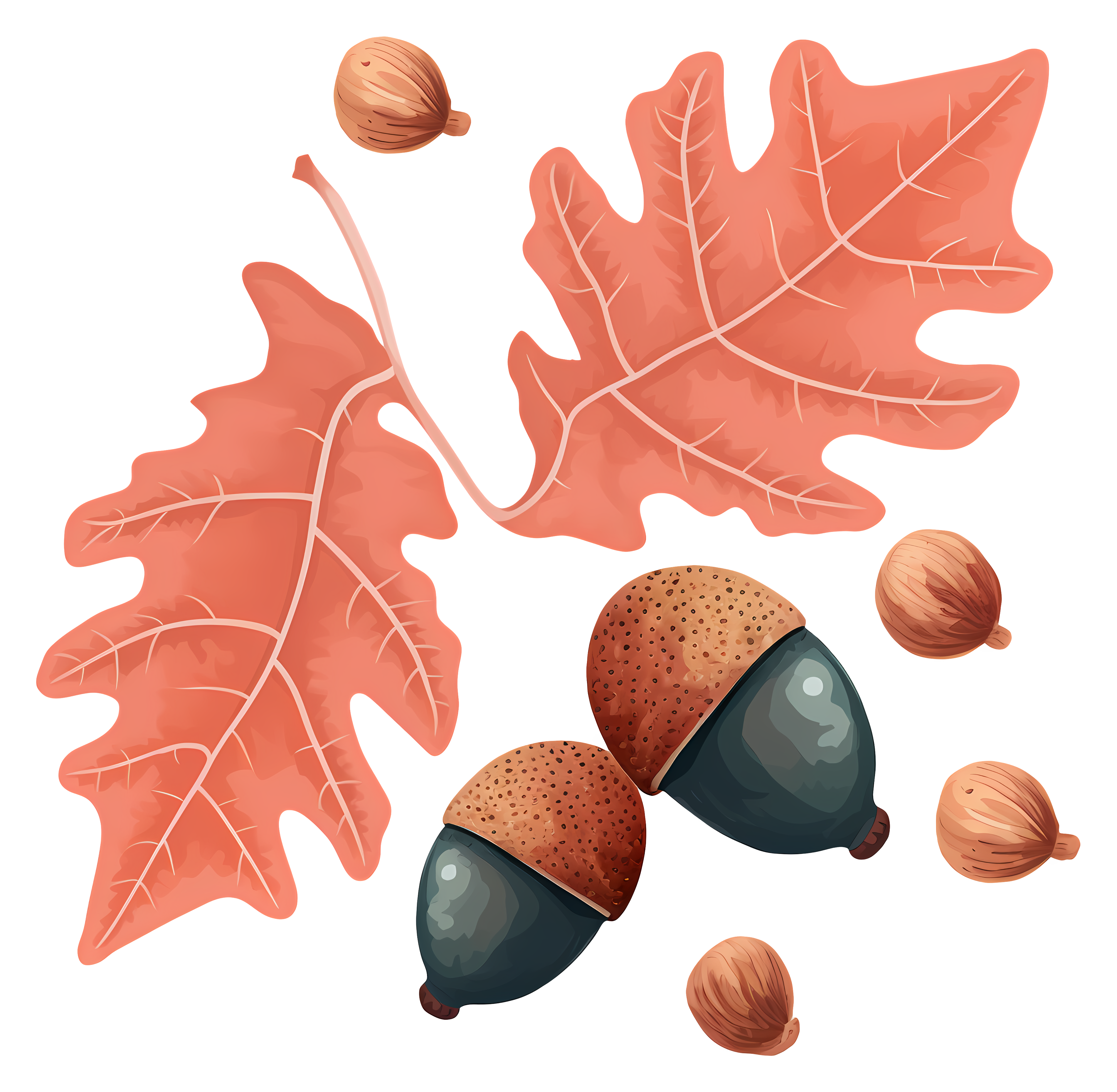 Illustration of acorn with removed caps, scattered around Clipart