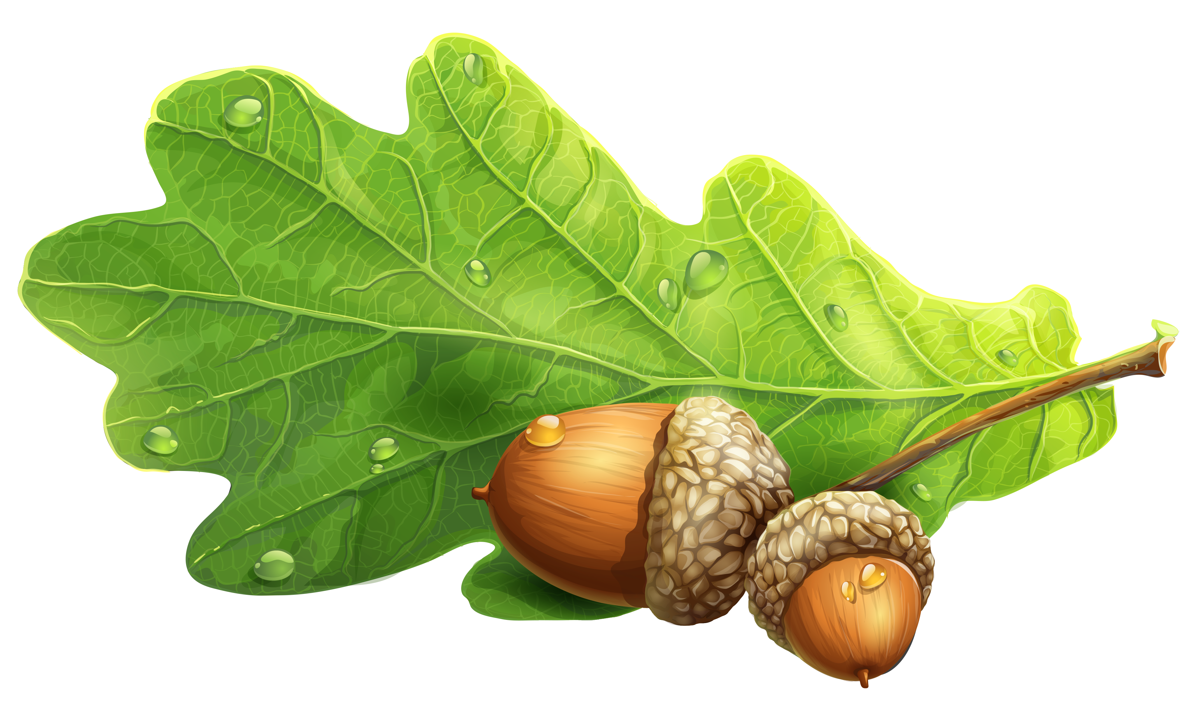 Oak Tree Leaf Clipart