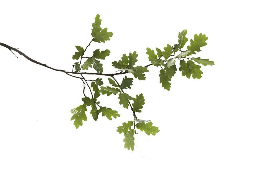 Oak Tree Leaf Clipart