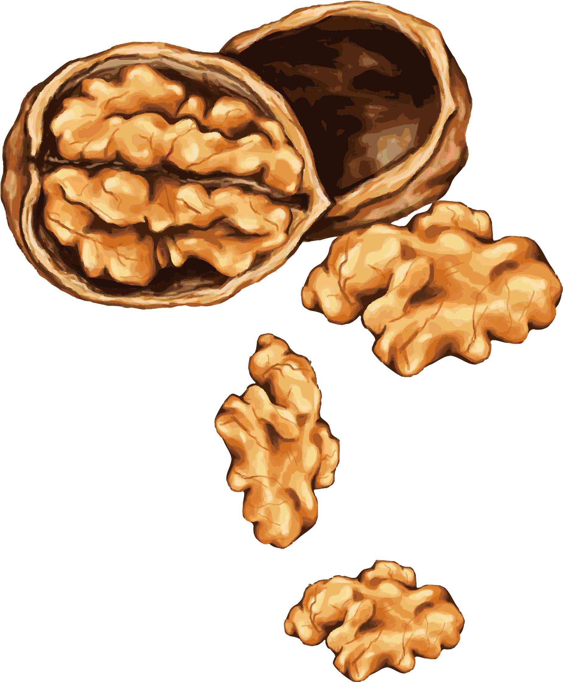 Walnut Tree Clipart