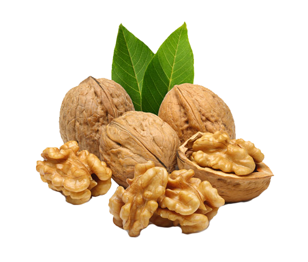 Walnut Tree Clipart