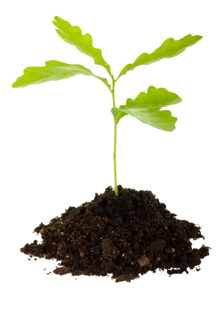 Oak Tree Clipart